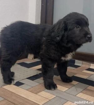 Pui Ciobanesc corb  - imagine 3