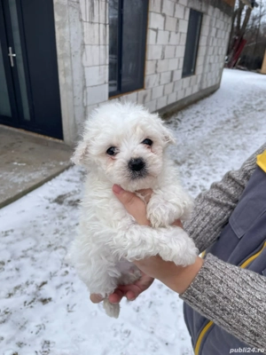 Vand Bichon Maltez  - imagine 3