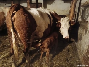 Junincă cu vițel la prima fătare  - imagine 3