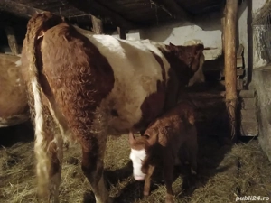 Junincă cu vițel la prima fătare  - imagine 2