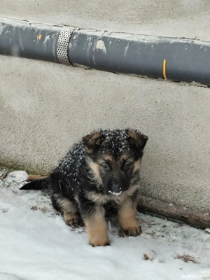 Vând cățelușă ciobănesc german vârstă de 7 săptămâni (Se vinde și mama)