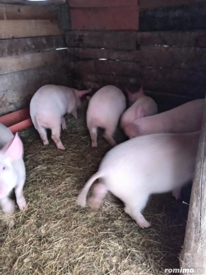 Vând soldanii de 40 kg 