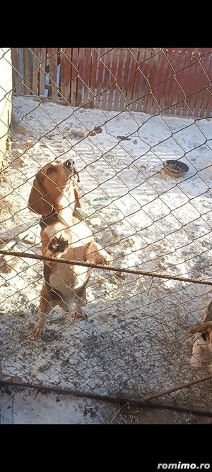 Mascul Beagle - imagine 4