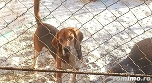 Mascul Beagle