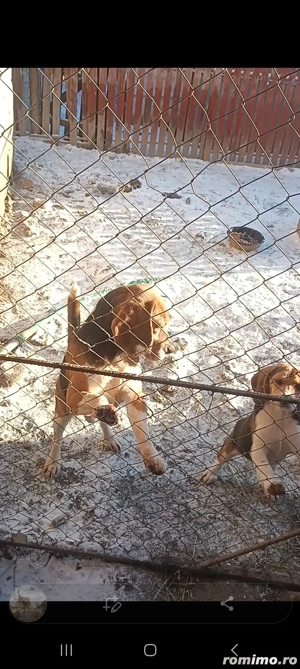 Mascul Beagle - imagine 3
