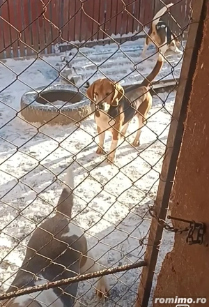 Mascul Beagle - imagine 2