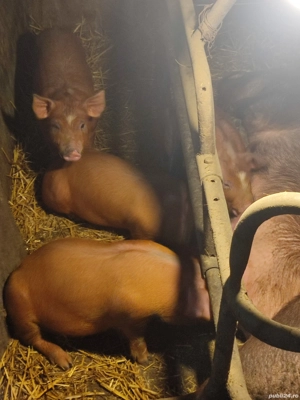 vind purcei rasa duroc - imagine 3