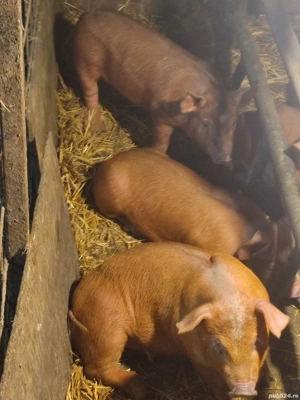 vind purcei rasa duroc - imagine 2