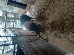 porci de vinzare - imagine 3