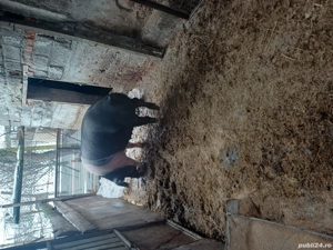 porci de vinzare - imagine 2