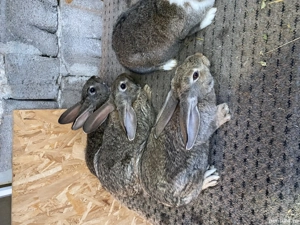 Pui hycole francez - imagine 2