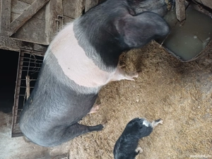 porci de vinzare - imagine 4