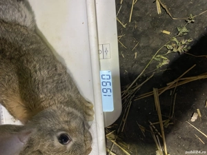 Pui hycole francez - imagine 4