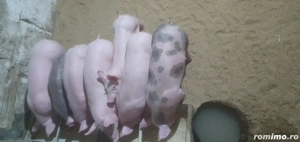 Purcelusi de vanzare 25-30 kg 8 saptamani.  - imagine 2