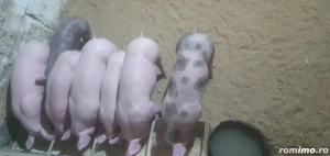Purcelusi de vanzare 25-30 kg 8 saptamani. 