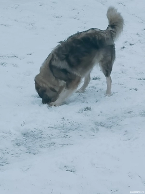 Femela Carpatin-Caucazian - imagine 4