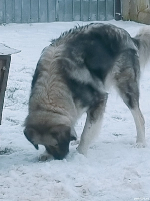 Femela Carpatin-Caucazian - imagine 2