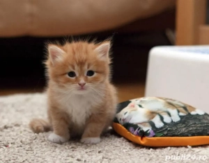 siberiana de padure puiuti - imagine 2