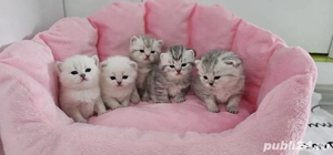 British shorthair tabby - imagine 3