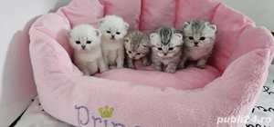 British shorthair tabby - imagine 4