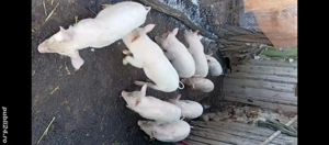 Purcei de vînzare in Bălcești, Gorj  - imagine 2