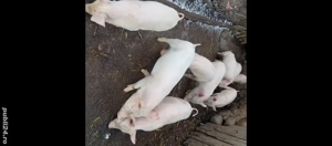 Purcei de vînzare in Bălcești, Gorj 