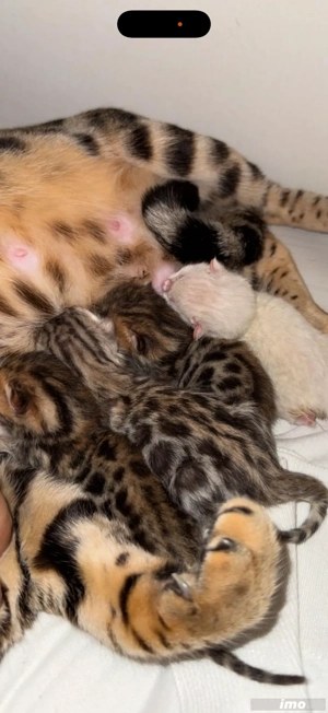 Vând Pisică Bengal  - imagine 4