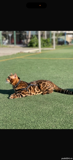 Vând Pisică Bengal 