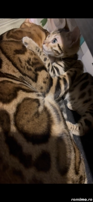 Vând Pisică Bengal  - imagine 3