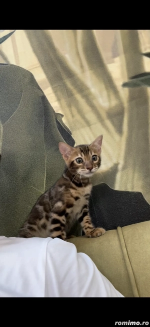 Vând Pisică Bengal 