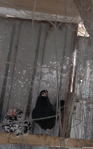 Găini si un cocoș Pitic 