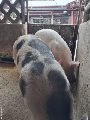 de vânzare 3 masculi 28..35 kg rasă marele alb și petrean ofer transport 