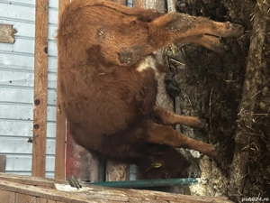 Se vinde limousine Tauras de 6-9 luni 