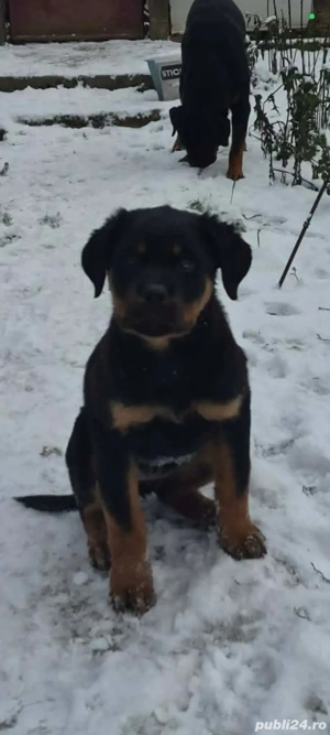 Vând femela rottweiler, are 4 luni