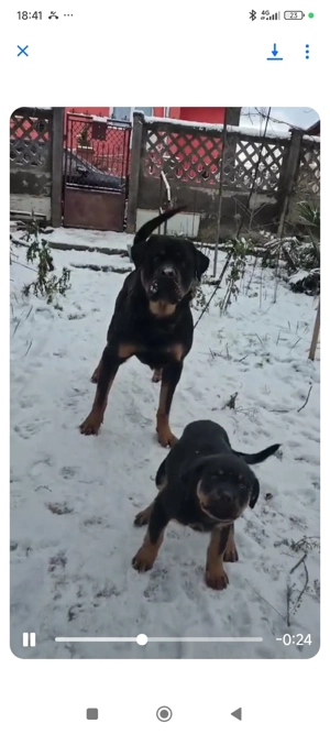 Vând femela rottweiler, are 4 luni - imagine 2
