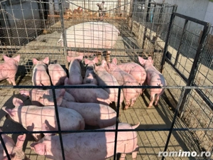 Vand purcei Landrace x Pietrain  - imagine 2