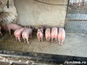 Vand purcei Landrace x Pietrain 