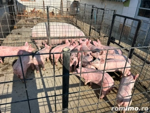 Vand purcei Landrace x Pietrain  - imagine 5