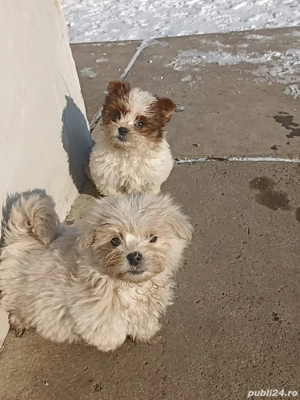 spre vânzare bichoni maltezi