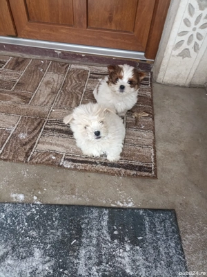 căței bichoni maltezi de vânzare  - imagine 2