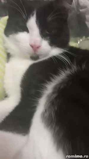 adoptie pisoi castrat