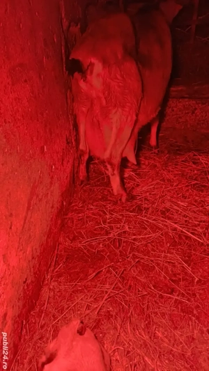 Tapisori anglo nubiene - imagine 2