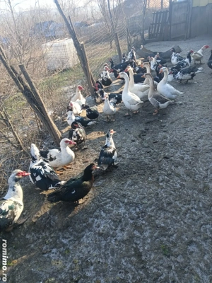 Rațe mute  - imagine 3