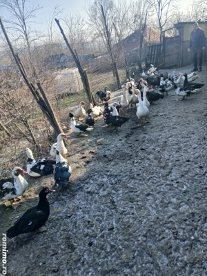 Rațe mute  - imagine 2