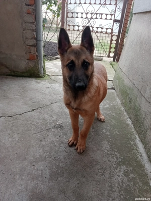 Cățelușă de Malinois de 6 luni 