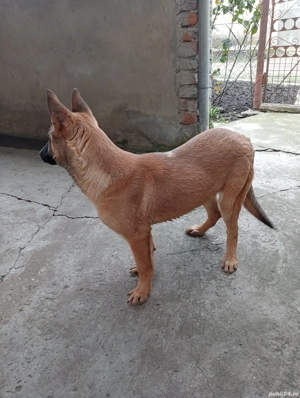 Cățelușă de Malinois de 6 luni  - imagine 4