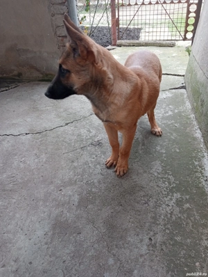 Cățelușă de Malinois de 6 luni  - imagine 2
