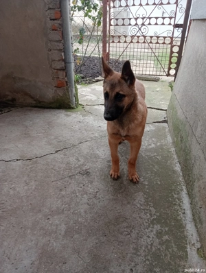 Cățelușă de Malinois de 6 luni  - imagine 5