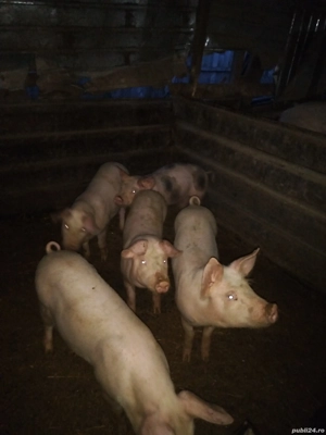 Purcei de vanzare  - imagine 2