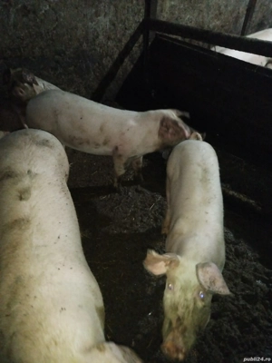 Purcei de vanzare  - imagine 3